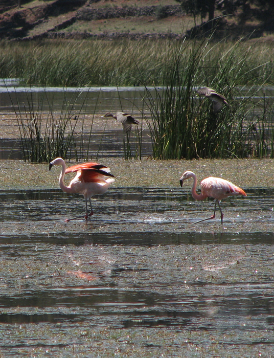 Flamingo la laguna Umayo