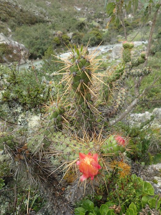 Cactuși