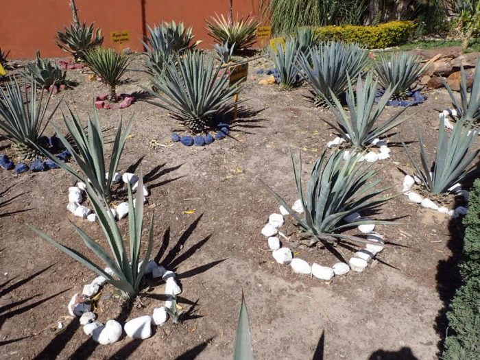 Agave